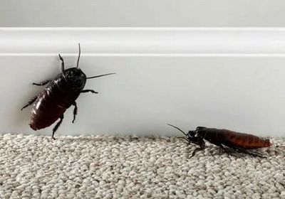 Уничтожение тараканов Котельники
